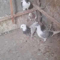 کبوتر