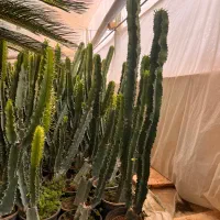 افوربیا اینجنس