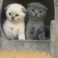 گربه اسکاتیش