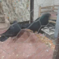 اگهی فروشی یک جفت کبوتر زینتی|پرنده|ایواوغلی, |دیوار