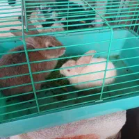 خرگوش|موش و خرگوش|دزفول, |دیوار