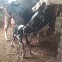 گاوشیری هلشتاین