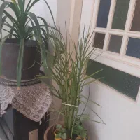 گل ناز پاندانوس  پتوس وگلهای آویزورونده|گل و گیاه طبیعی|نیشابور, شهرک فرهنگیان|دیوار