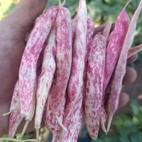 فروش پیله لوبیا چیتی|عمدهفروشی|رشت, گلباغ نماز|دیوار