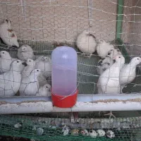 بلدرچین ماده تخمگذار ۳ ماهه جوان