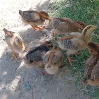 جوجه لاری