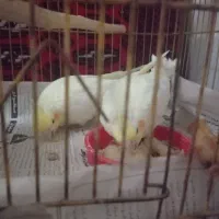 عروس هلندی پنجاه روزه