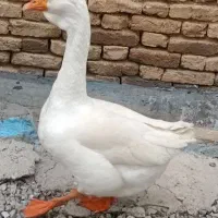 قوغاز|حیوانات مزرعه|لاران, |دیوار