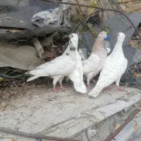 کفتر