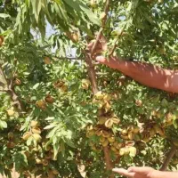 انواع نهال بادام و میوه اصلاح شده