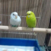 دو عدد مرغ عشق نرو ماده سبزه