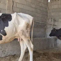 گاو جوان شیری|حیوانات مزرعه|مسجد سلیمان, |دیوار