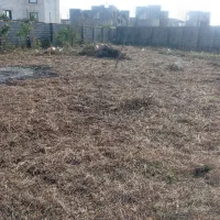 علف زنی و چمن در فومن و شفت