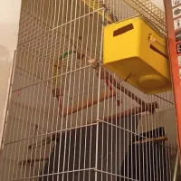 قفس عروس هلندی با لوازم