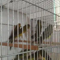 قناری سبز چمنی. بلند|پرنده|قم, انسجام|دیوار