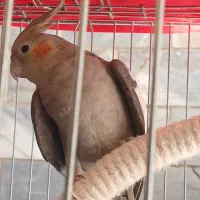 عروس نر
