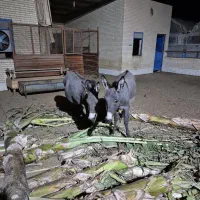 فروش الاغ و کره خر ماده|حیوانات مزرعه|اشکذر, |دیوار