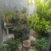 انواع گل|گل و گیاه طبیعی|شهرکرد, |دیوار