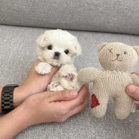 poodle maltese|سگ|تهران, مخصوص|دیوار