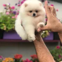 پرورشگاه سگ پامر خرسی/پامرانین گرید A+|سگ|شیراز, قدوسی غربی|دیوار