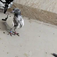 کبوتر باختی گرفتم|پرنده|ایرانشهر, |دیوار