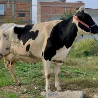 گاو هلشتاین شکم اول با گوساله مونت|حیوانات مزرعه|گرگان, |دیوار