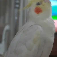 عروس هلندی گمشده