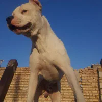 سگ دوگو آرژانتینو