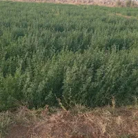 بذر یونجه محلی به ضمانت