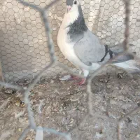 نر گچی|پرنده|اصفهان, باغ زیار|دیوار