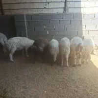 میش و بره