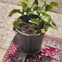گل خانگی
