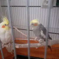 عروس هلندی|پرنده|ساوه, |دیوار