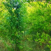 فروش-باغ-انار-واقع-در-کوشک