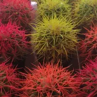 کاکتوس‌های زیبا