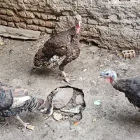 بوقلمون