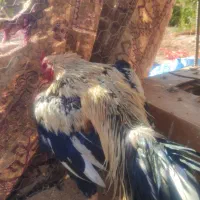 لاری اصیل|حیوانات مزرعه|نقده, |دیوار