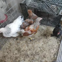 نیمچه برهما وارداتی ،ویاندوت بلورد، سیبرایت بوف|حیوانات مزرعه|شیراز, امام حسین|دیوار