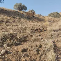 سگ گم شده|سگ|سنندج, |دیوار