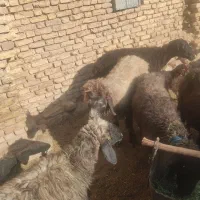 میش