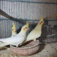 عروس هلندی لوتینو زعفرانی|پرنده|قم, هنرستان|دیوار