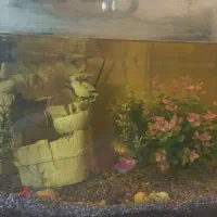 آکواریوم با شن های خلیج همیشه فارس|ماهی|بندر انزلی, ساحل قو|دیوار