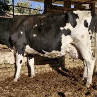 گاو شیری با گوساله|حیوانات مزرعه|تربتحیدریه, پائین ولایت|دیوار