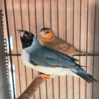 فنج انگلیسی،گلدین،گلوبریده،بنگالی ،نرگسی شکلاتی