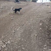 سلام واگذاری سه توله|سگ|گهواره, |دیوار