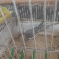 پرنده|پرنده|شراء, |دیوار