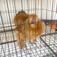 مرغ خروس جوجه ابریشمی کوپال بوف|حیوانات مزرعه|ورامین, شهرک فاطمیه|دیوار