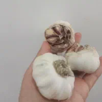 سیر مغان