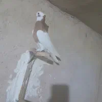 برکت چند کبوتر ماده خوب