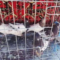 کفتر  کبوتر کله ای بهبونی